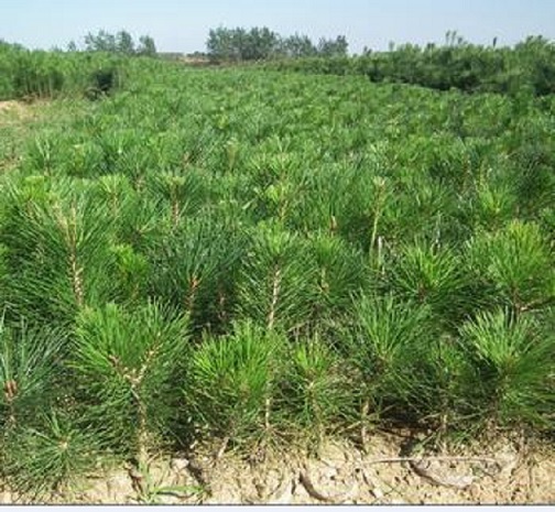 种植黑松苗排水很重要