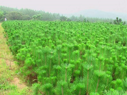 冬天给黑松苗浇水的时候要注意什么